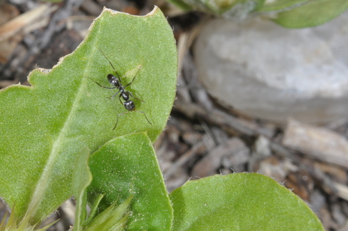 Dorymyrmex wolffhuegeliDorymyrmex wolffhuegeli