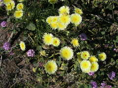 Malacothrix glabrata