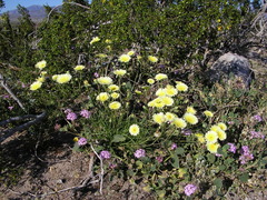 Malacothrix glabrata