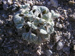 Psathyrotes ramosissima