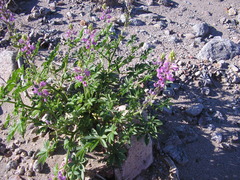 Lupinus arizonicus