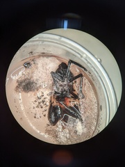 Fusarium concentricum