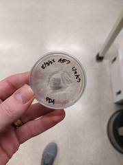 Fusarium concentricum