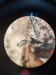 Fusarium concentricum