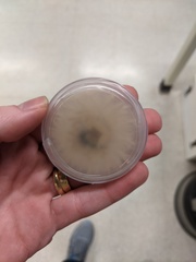 Fusarium concentricum