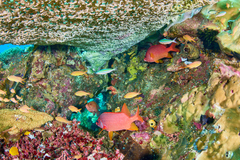 Sargocentron spiniferum