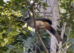 Ortalis poliocephala