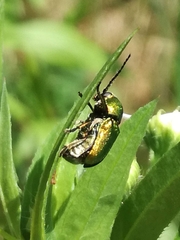 Cryptocephalus sericeus