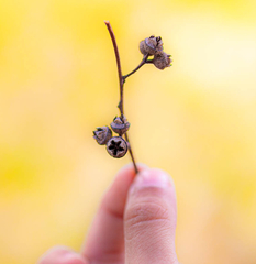 Calliandra haematocephala