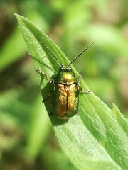 Cryptocephalus sericeus