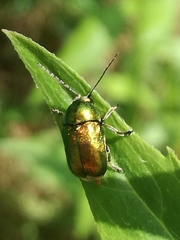 Cryptocephalus sericeus