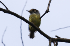 Myiornis auricularis