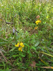 Crotalaria