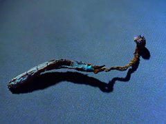 Ophiocordyceps variabilis