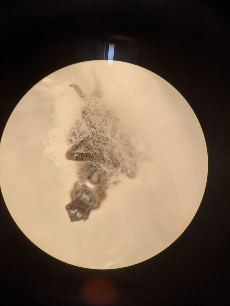 Parengyodontium