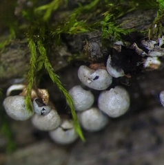 Diderma montanum