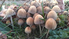 Psathyrellaceae