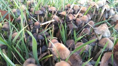 Psathyrellaceae