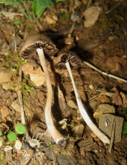 Psathyrella gracilis