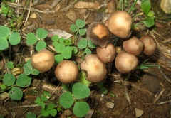 Psathyrella gracilis