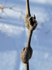 Euhexomyza schineri