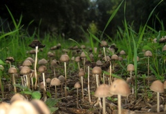 Psathyrella gracilis
