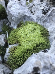 Tortella