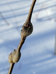 Euhexomyza schineri