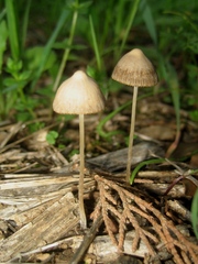 Psathyrella gracilis