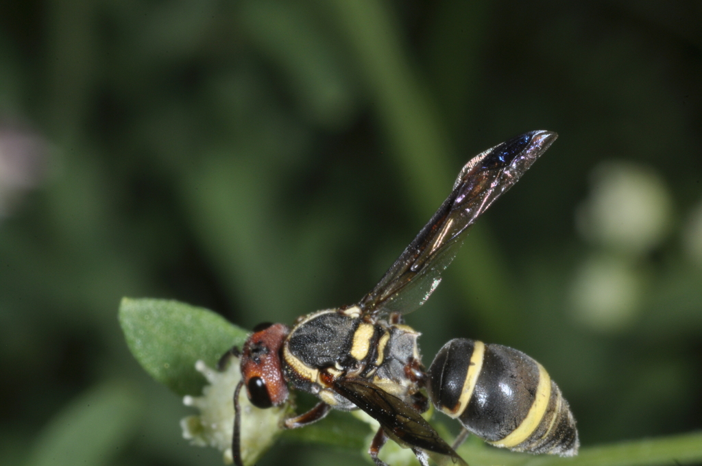 Ancistroceroides alastoroides