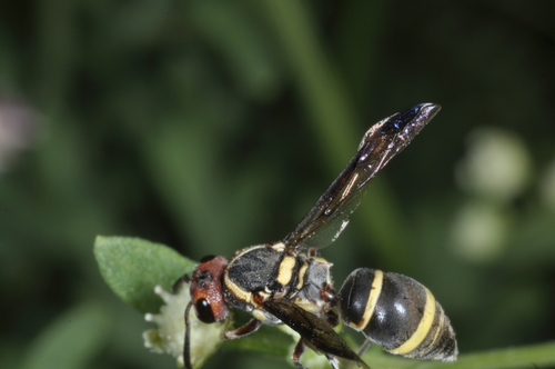 Ancistroceroides