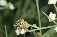 Chauliognathus scriptus