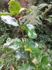 Berberis laurina