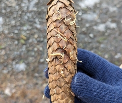 Strobilurus esculentus