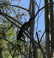 Ortalis poliocephala