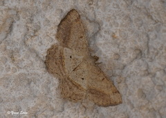 Isturgia sublimbata