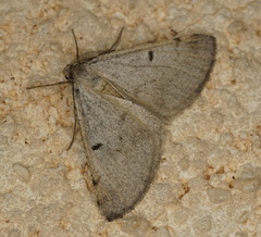 Isturgia berytaria