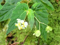 Begonia ulmifolia