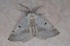 Isturgia berytaria