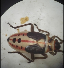 Lygaeus kalmii