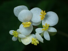 Begonia ulmifolia