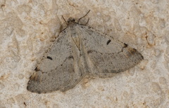 Isturgia berytaria