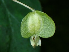Begonia ulmifolia