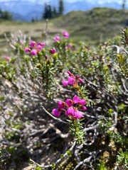 Phyllodoce empetriformis