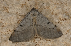 Isturgia berytaria
