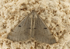 Isturgia berytaria