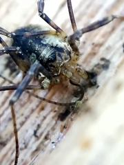 Oligolophus hanseni