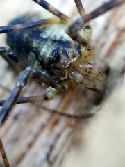 Oligolophus hanseni