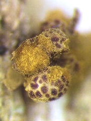 Trichia botrytis