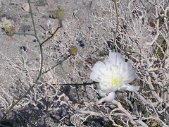 Atrichoseris platyphylla